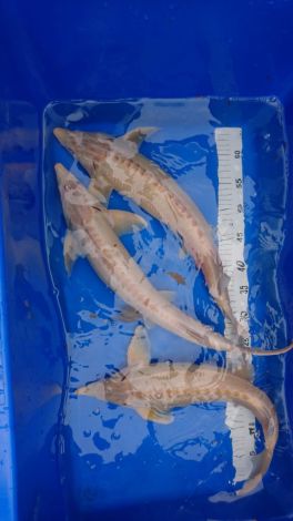 albino steur 55-60 cm