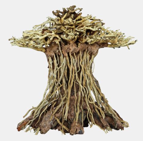 Bonsai mushroom medium