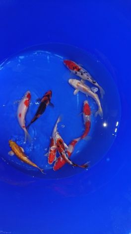 ISRAËL KOI Select 14-16 CM