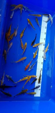 euro koi 10-12 cm