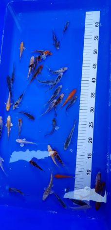 Koi Selected A 7-10 cm