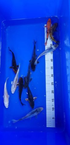 euro koi 18 tot 20 cm