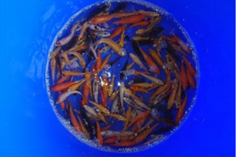 ISRAËL KOI Select 9-12 CM